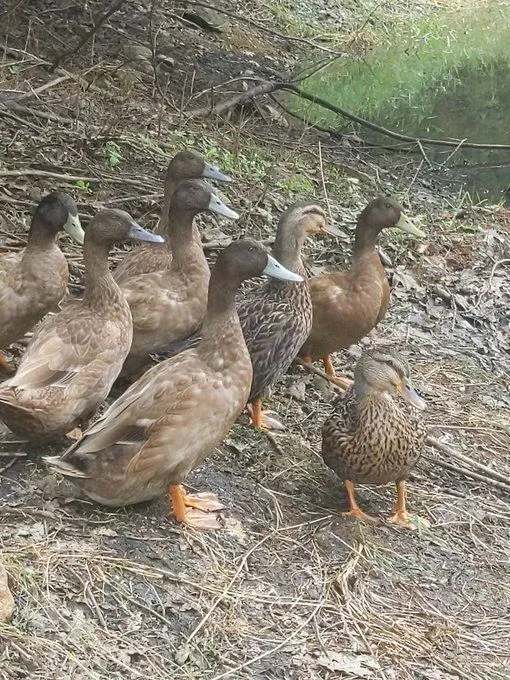 Ducks who love staking ada