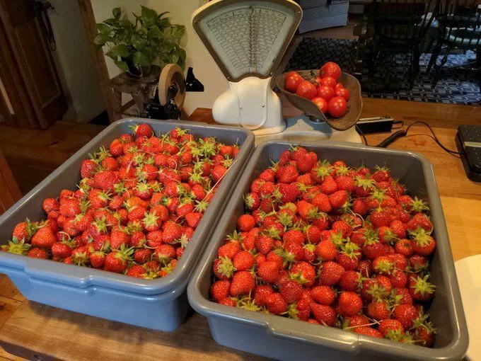 Small single Cardano stake pool operator. Organic strawberries.